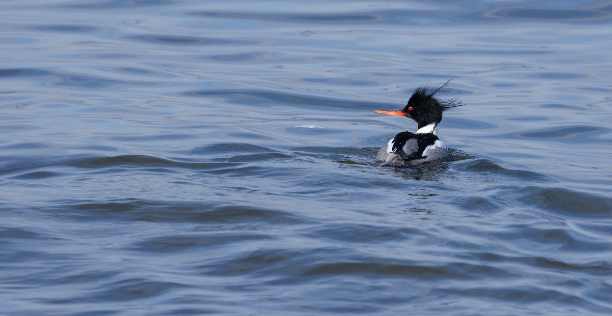 Red-breasted Merganser - ML651966574