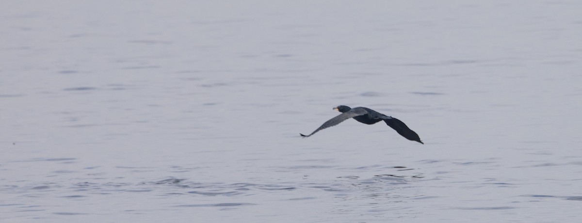 Great Cormorant - ML651966609