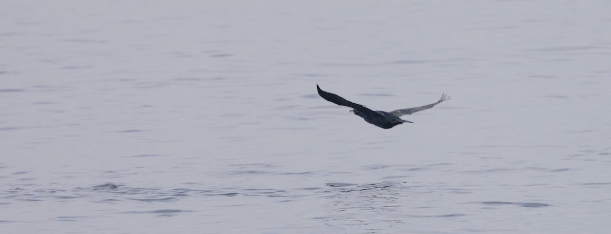 Great Cormorant - ML651966610