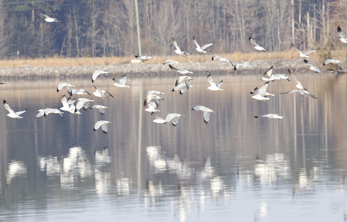 Ring-billed Gull - ML651966660