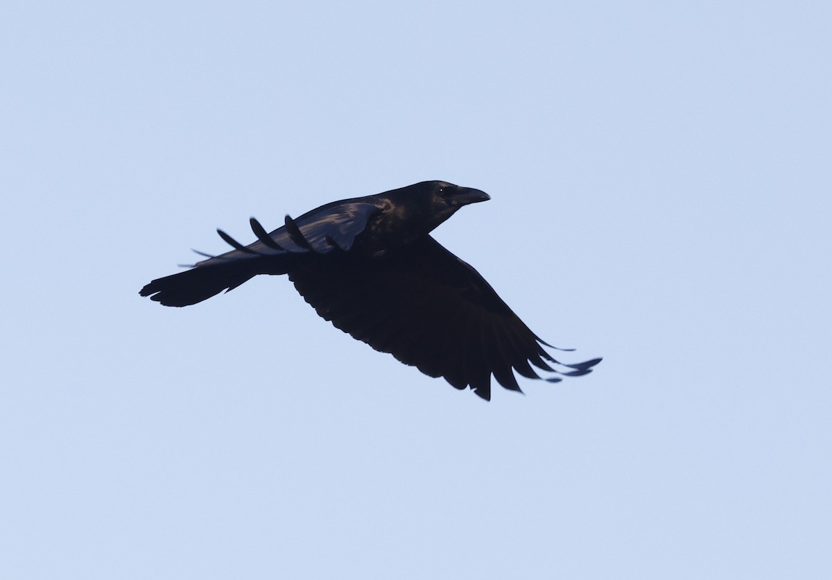 American Crow - ML651966689