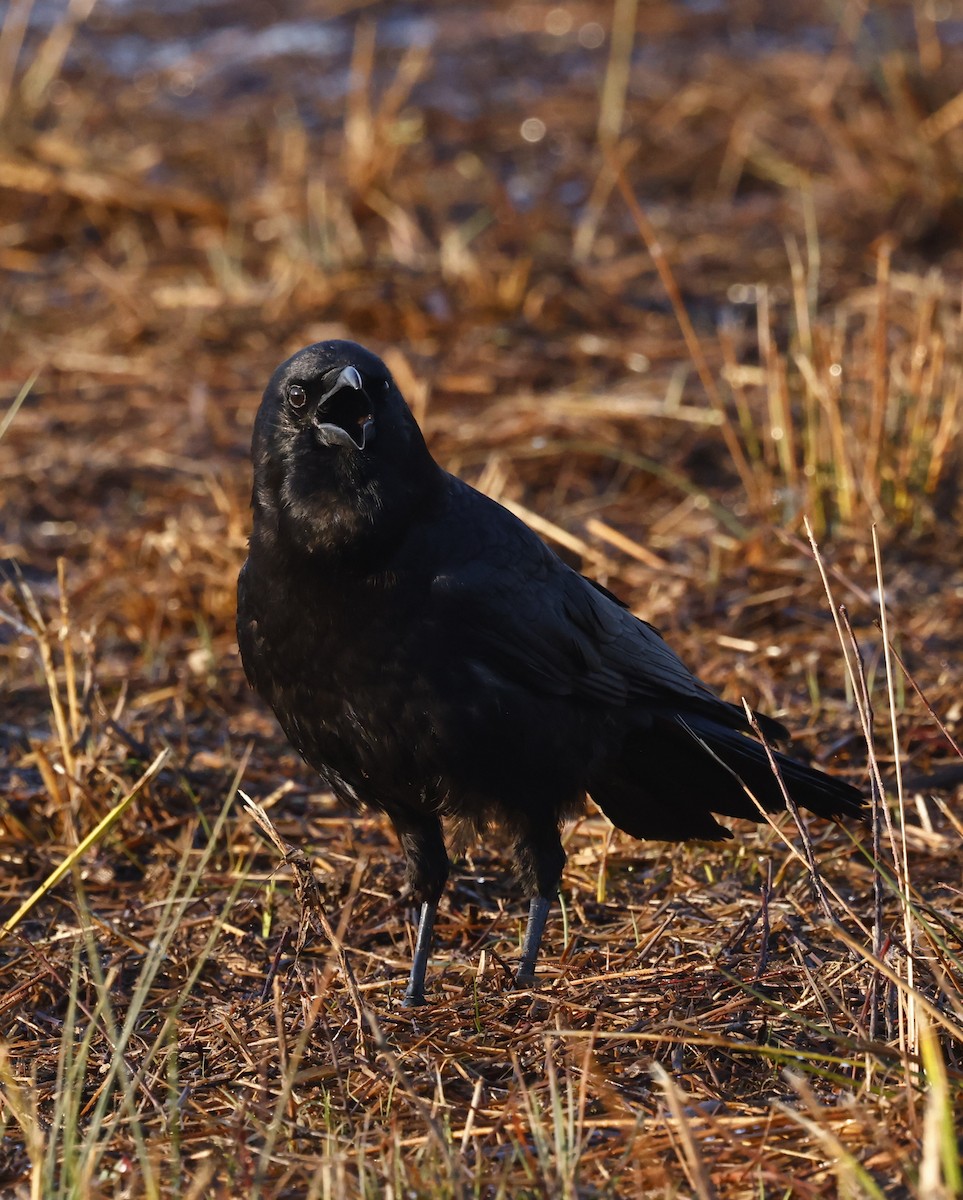 American Crow - ML651966690
