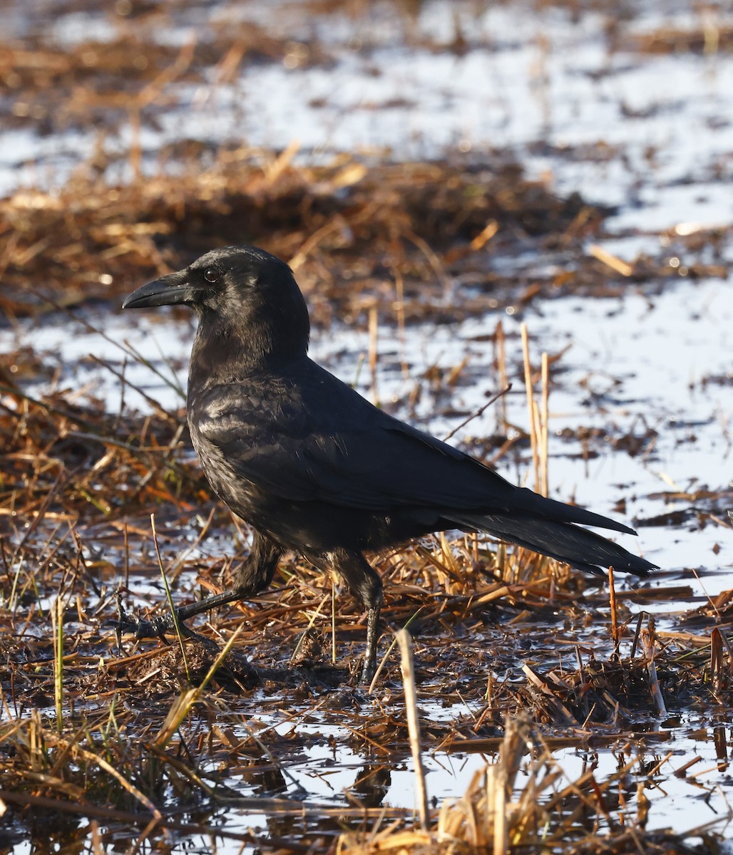American Crow - ML651966691