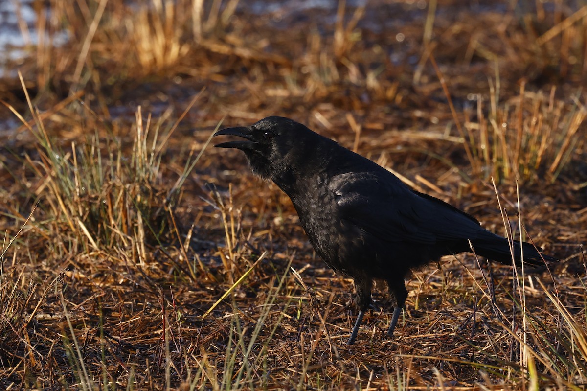 American Crow - ML651966692