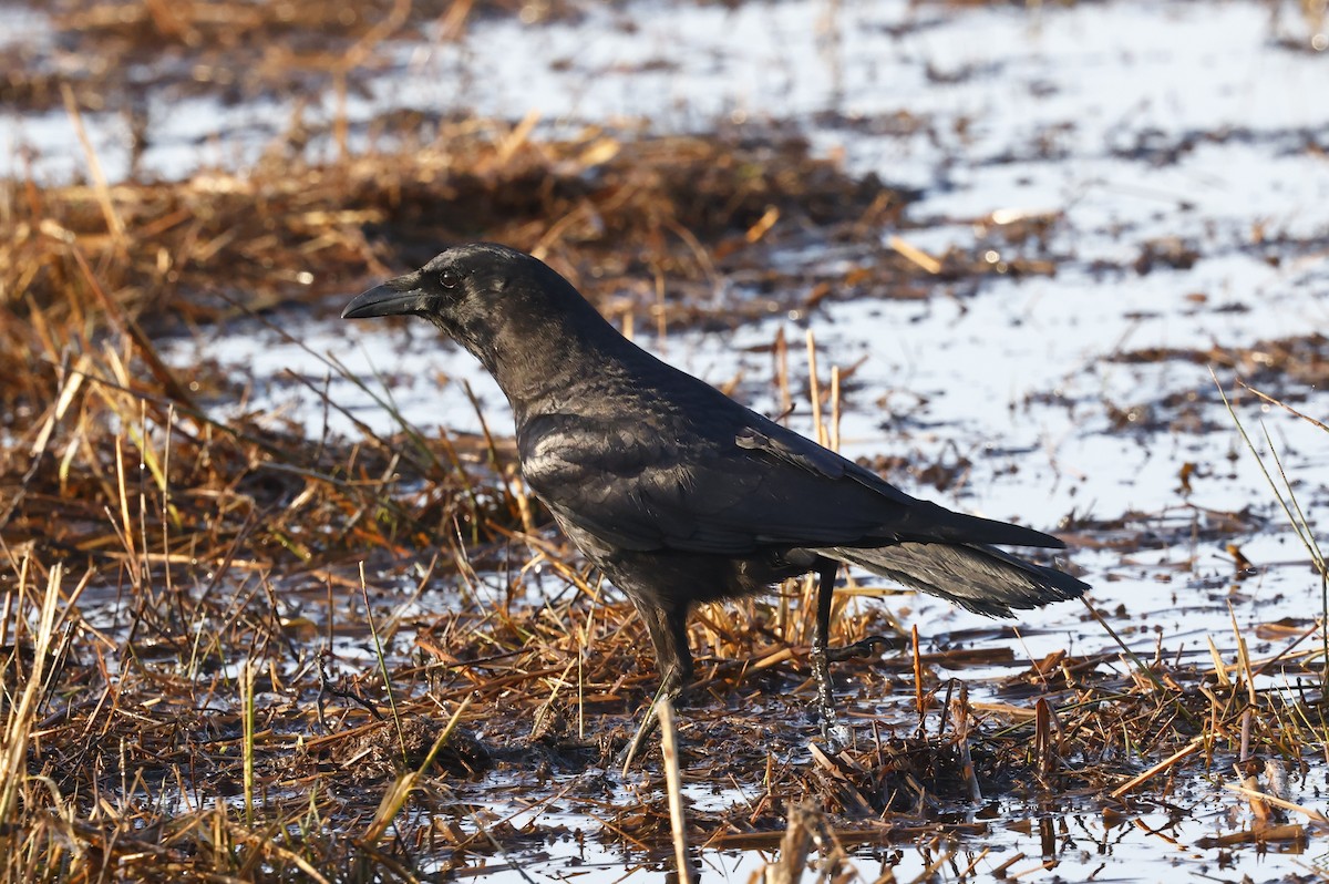 American Crow - ML651966693