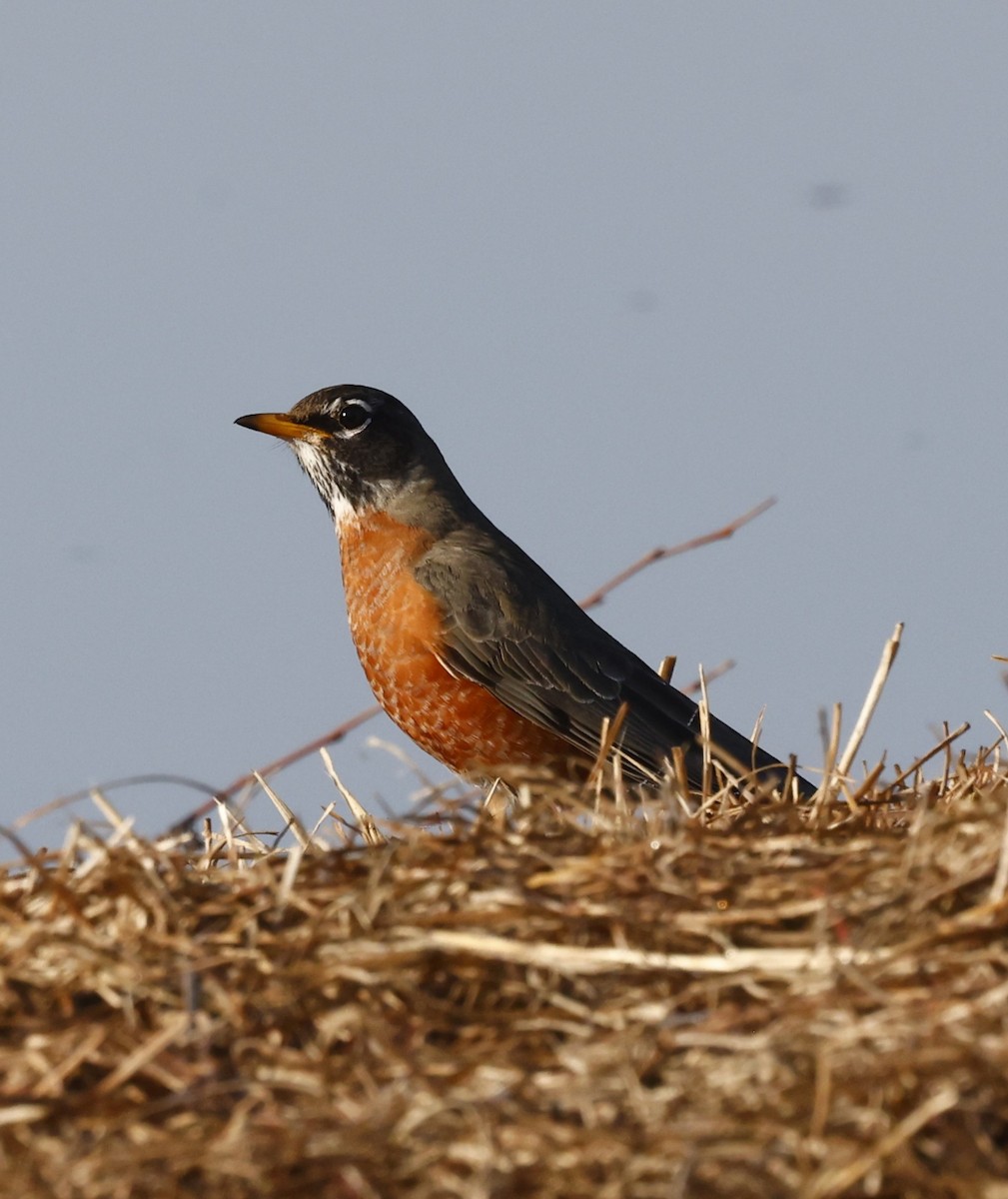American Robin - ML651966728