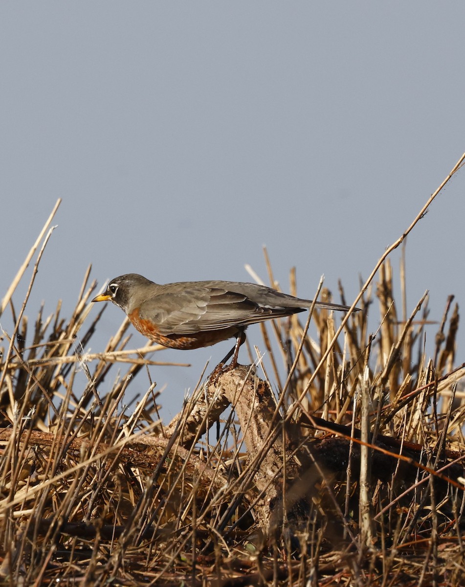 American Robin - ML651966731