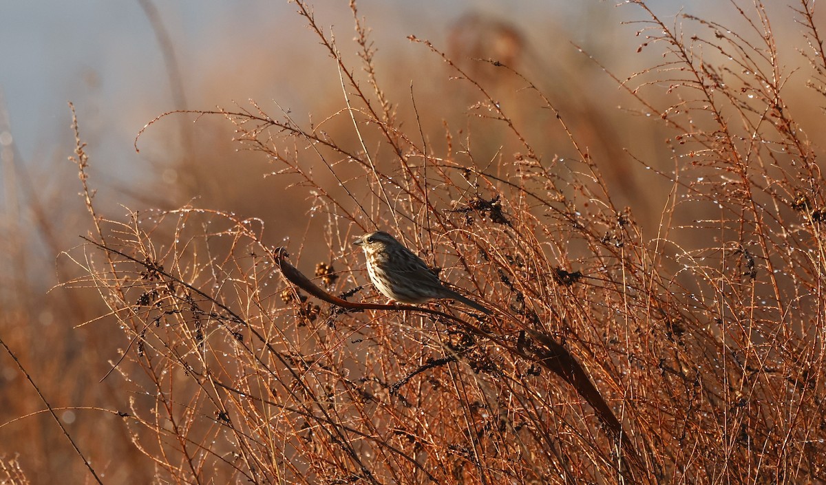 Song Sparrow - ML651966732