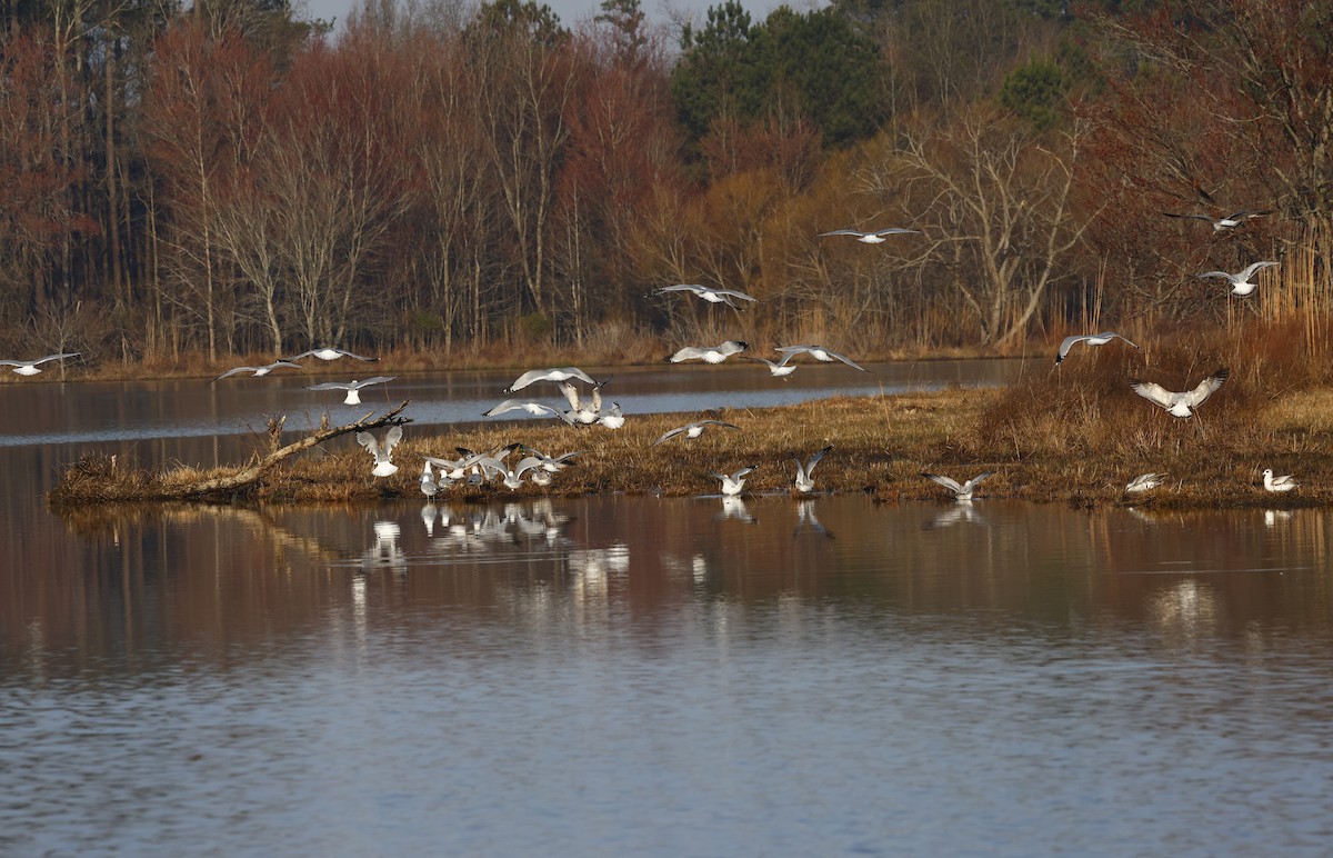Ring-billed Gull - ML651966927
