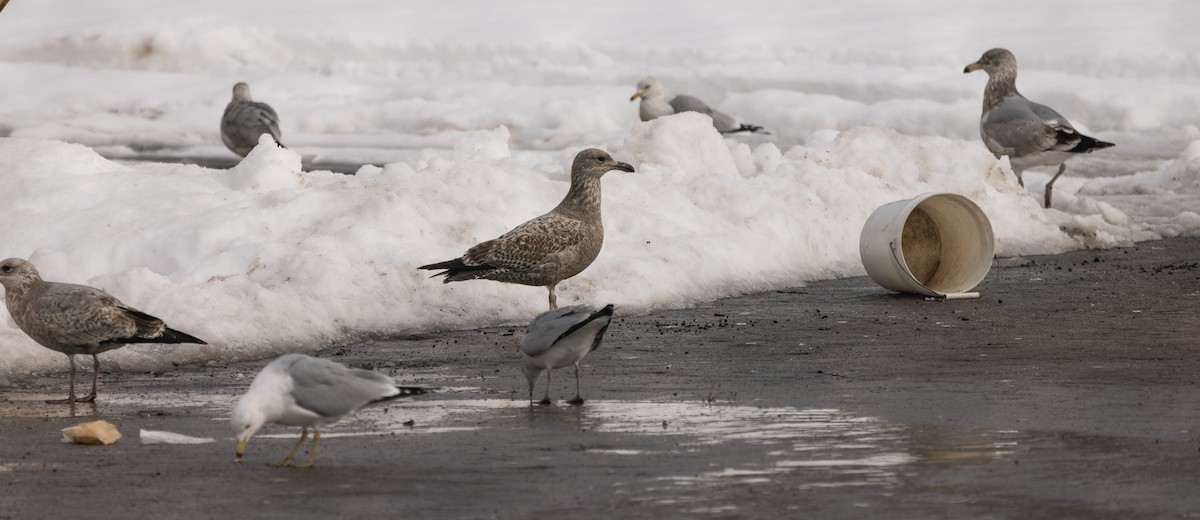 American Herring Gull - ML651967043
