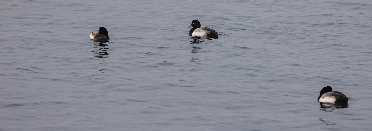 Greater Scaup - ML651967100