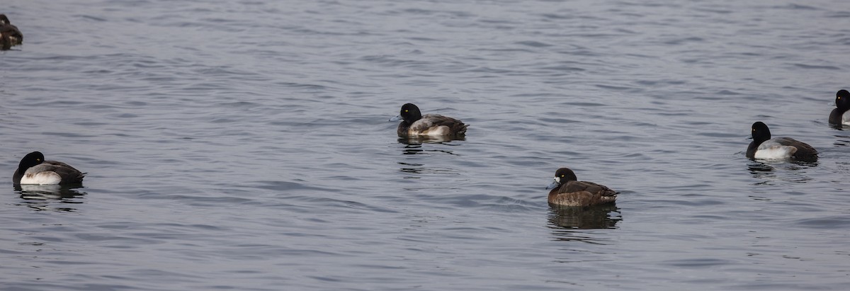 Greater Scaup - ML651967101