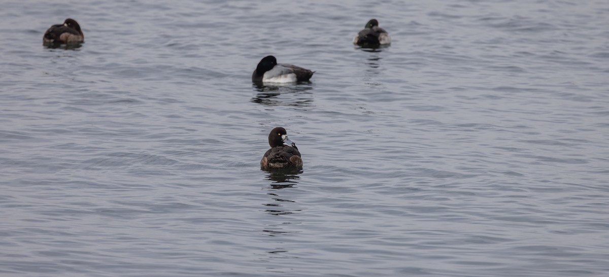 Greater Scaup - ML651967102