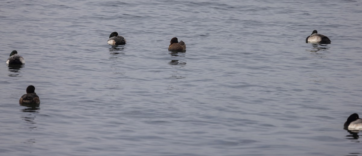 Greater Scaup - ML651967103
