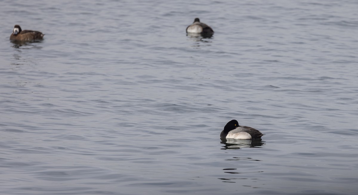 Greater Scaup - ML651967104