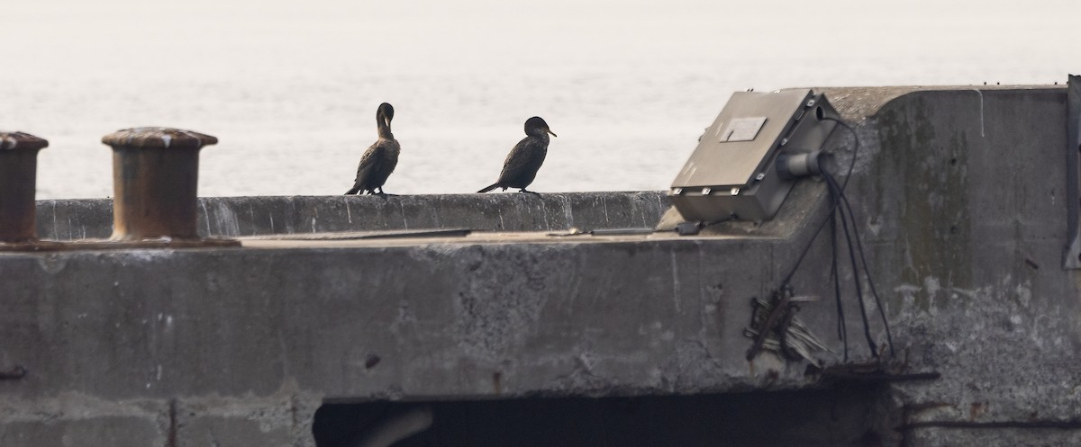 Double-crested Cormorant - ML651967215