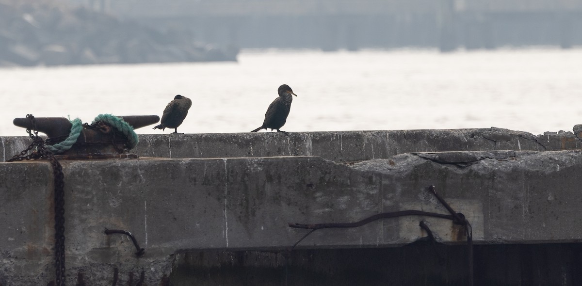 Double-crested Cormorant - ML651967216