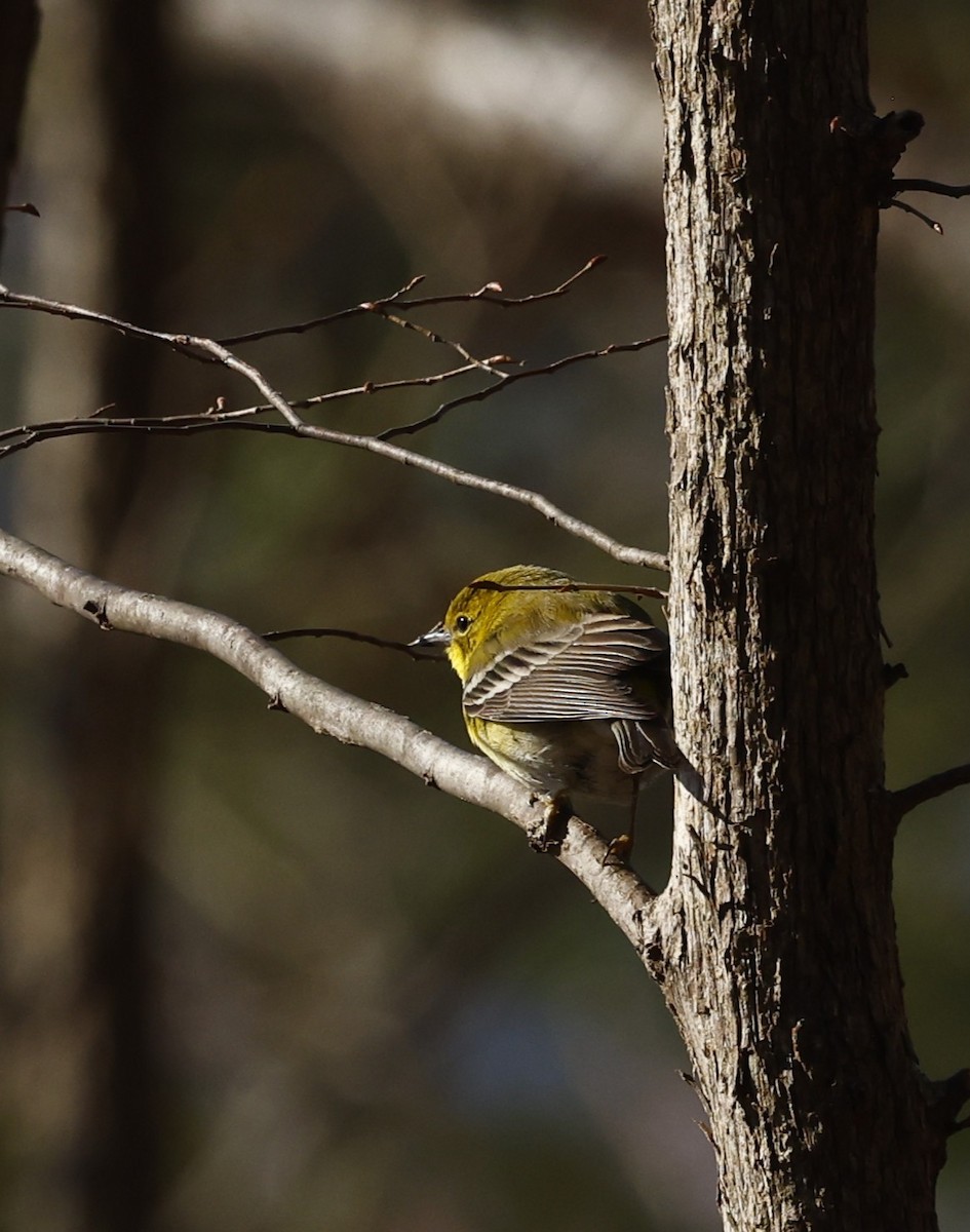 Pine Warbler - ML651967269