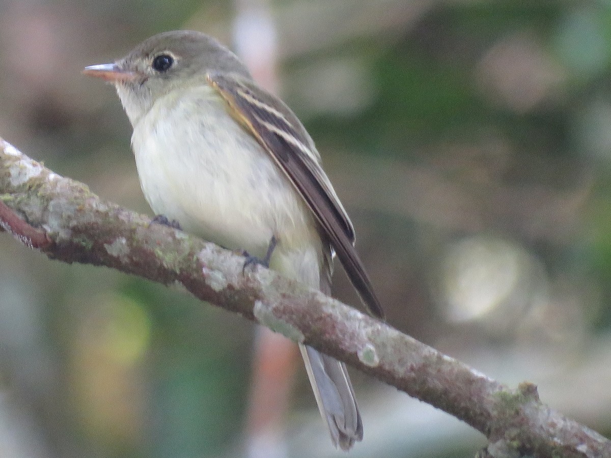 Doğulu Pivi - ML651968232