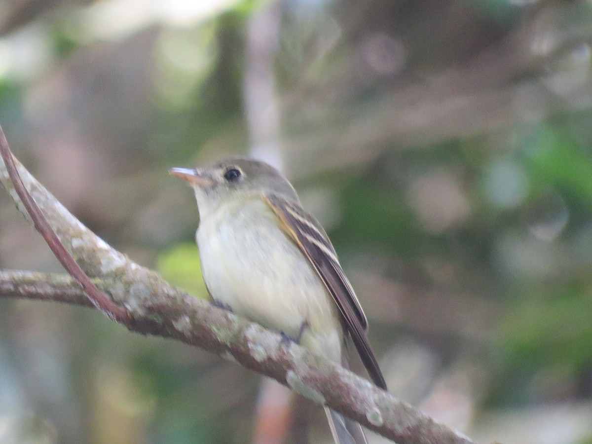 Doğulu Pivi - ML651968233