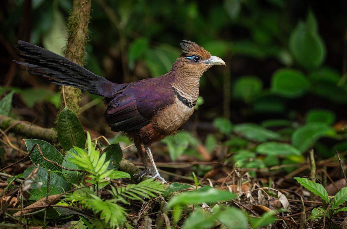 Rufous-vented Ground-Cuckoo - ML651968281