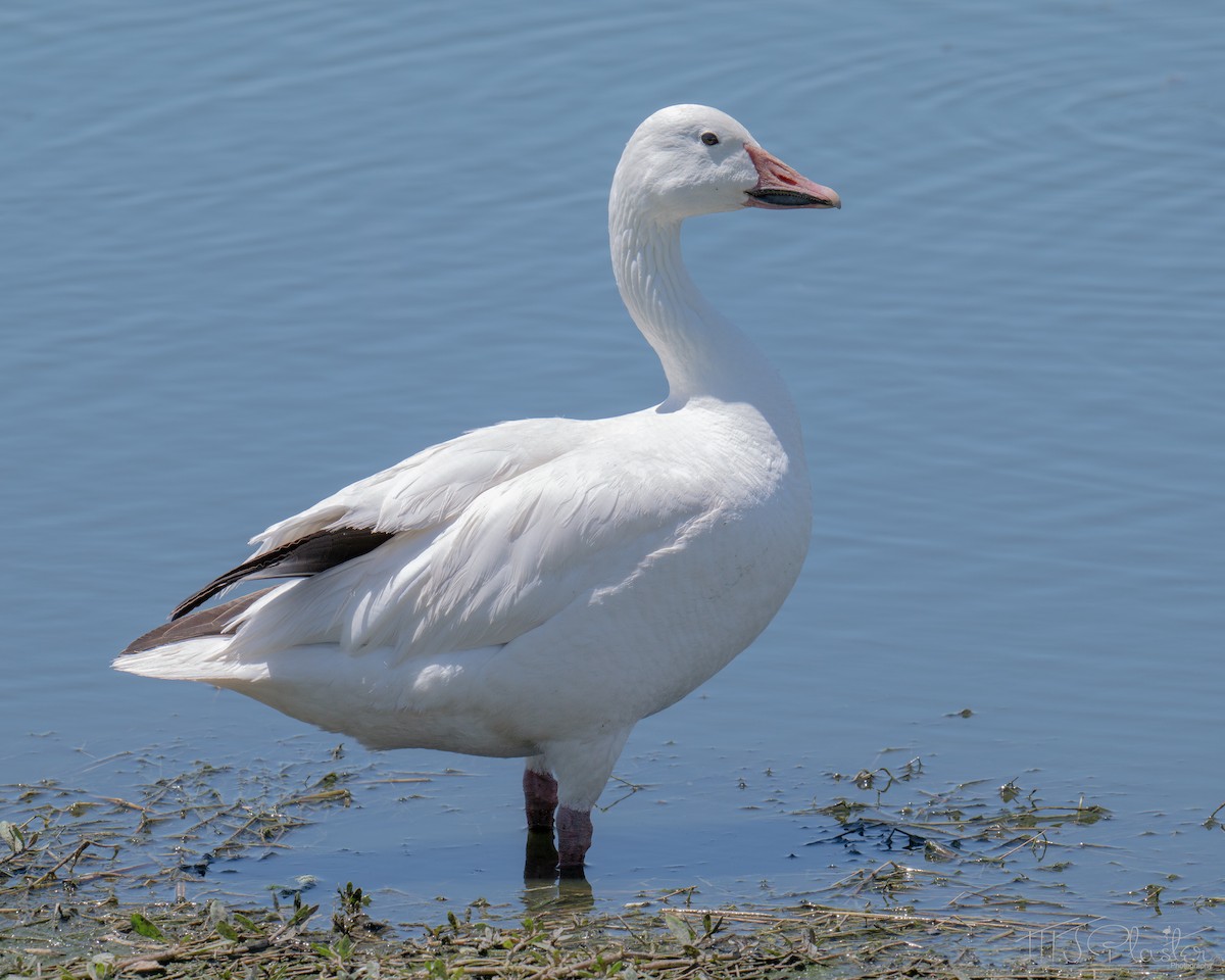 Snow Goose - ML651968365