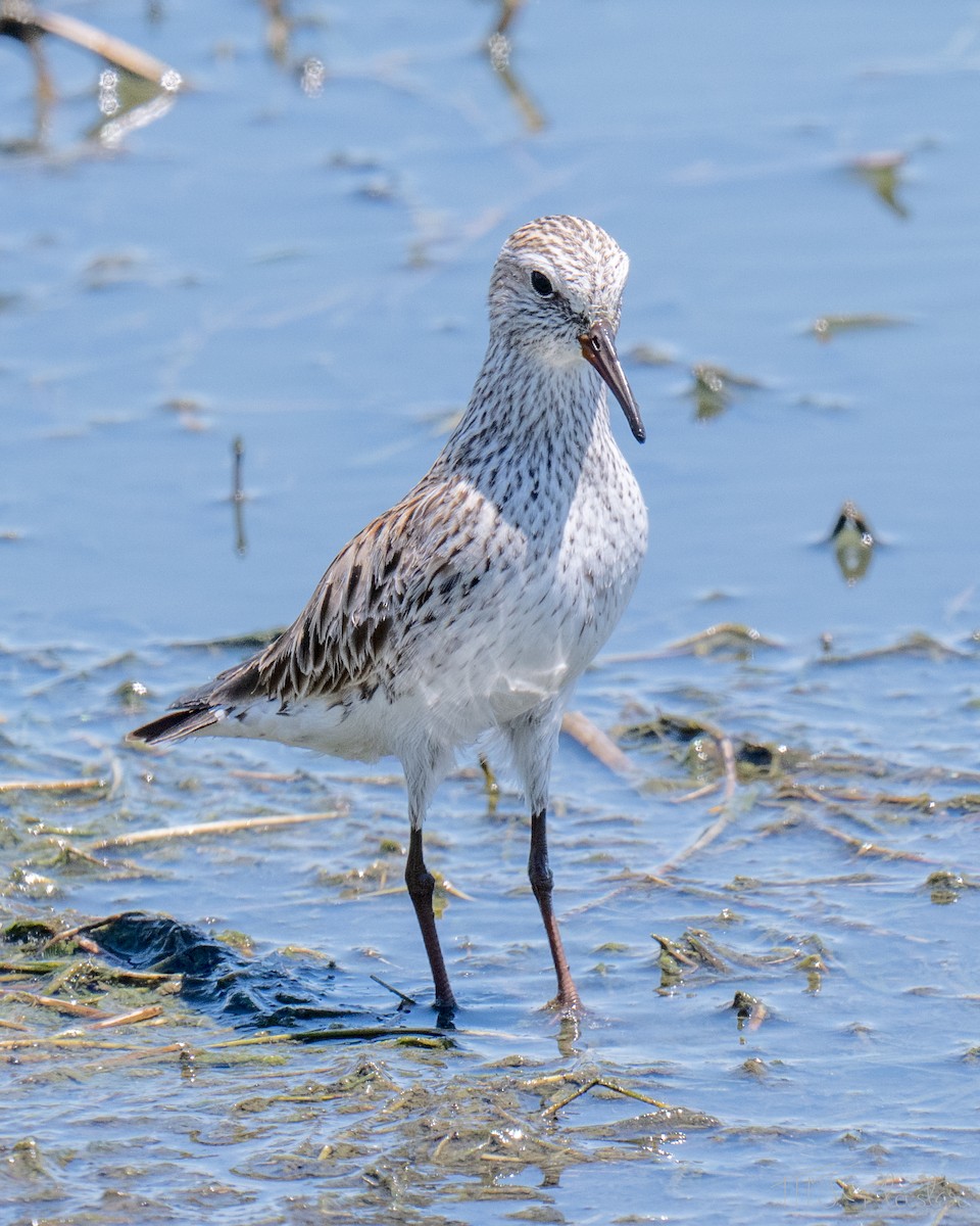 White-rumped Sandpiper - ML651968423
