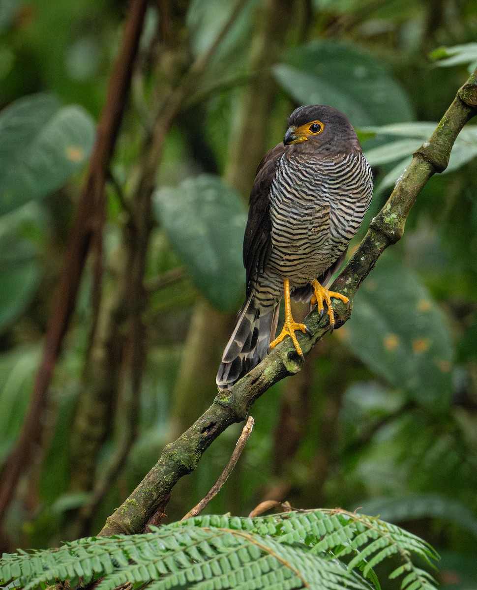 Barred Forest-Falcon - ML651968464