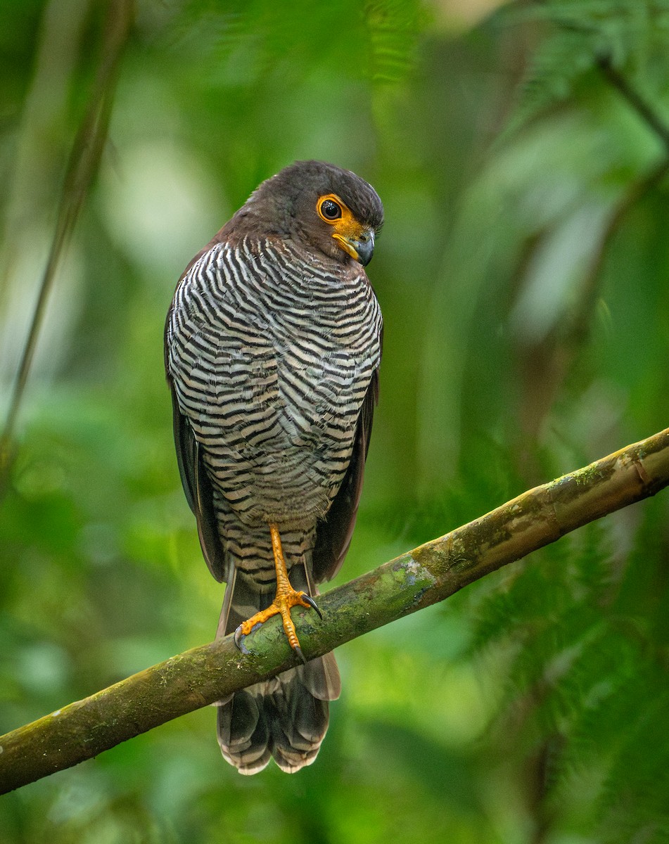 Barred Forest-Falcon - ML651968474