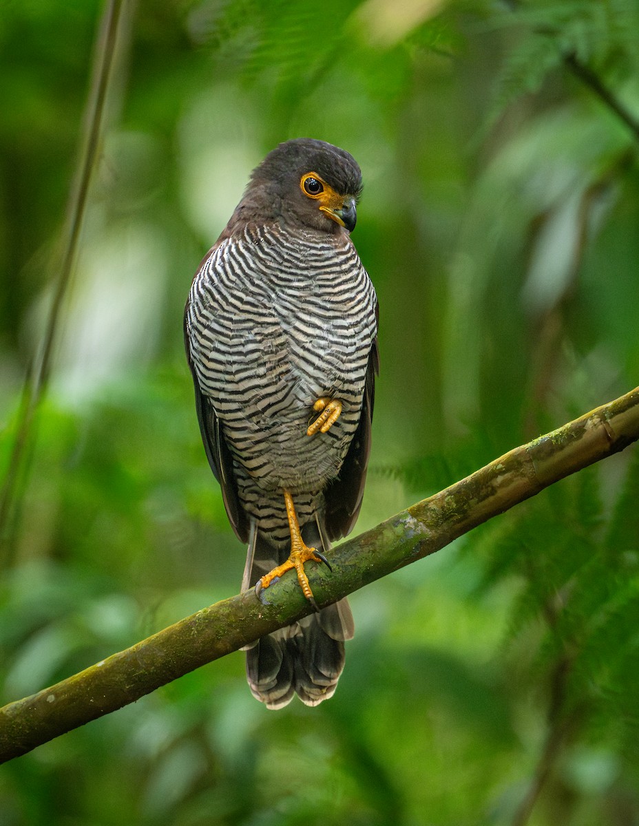 Barred Forest-Falcon - ML651968478