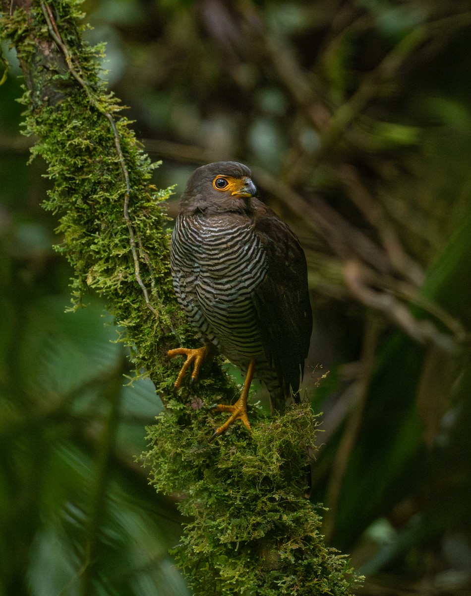 Barred Forest-Falcon - ML651968479