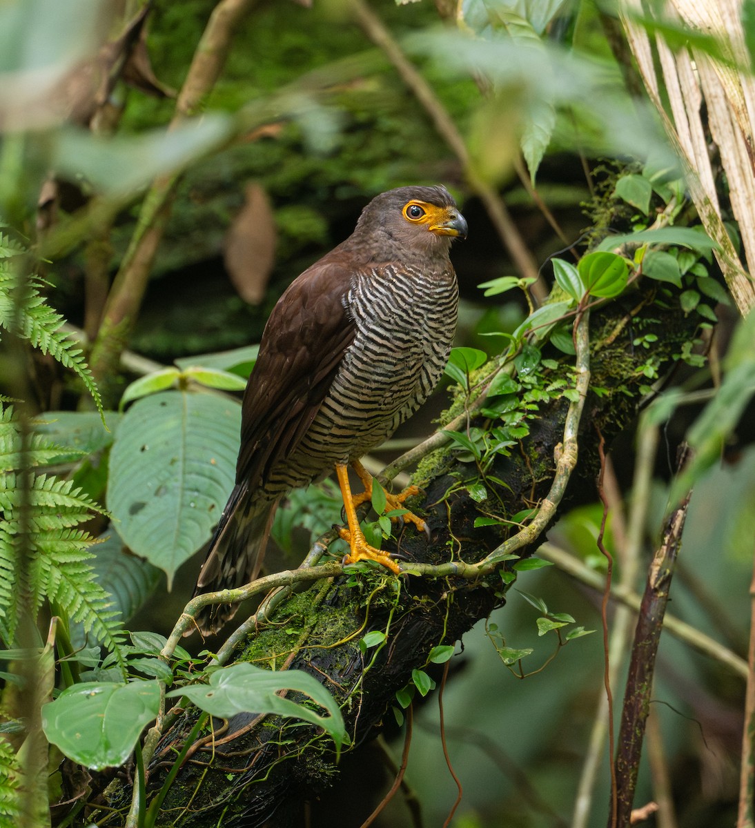 Barred Forest-Falcon - ML651968483