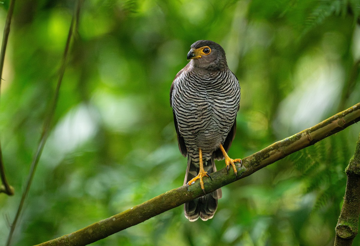 Barred Forest-Falcon - ML651968565