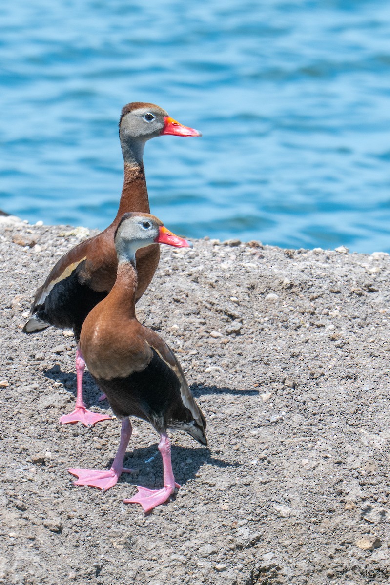 Black-bellied Whistling-Duck - ML651969245