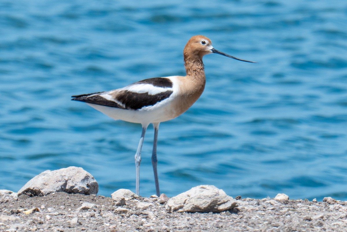 American Avocet - ML651969254