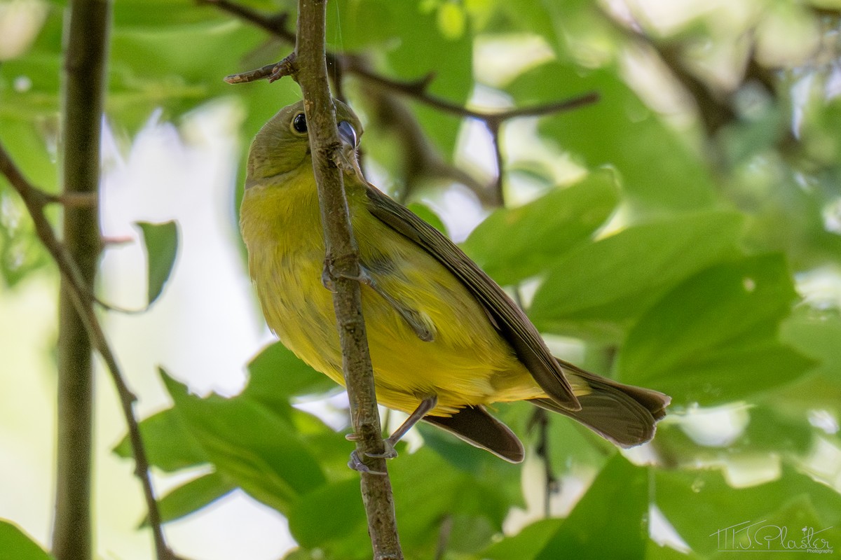 Painted Bunting - ML651969545