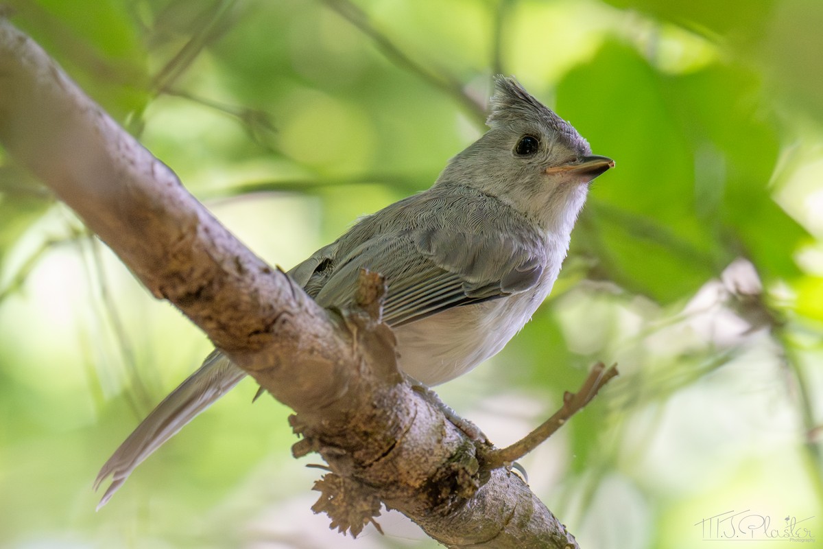 Black-crested Titmouse - ML651969604