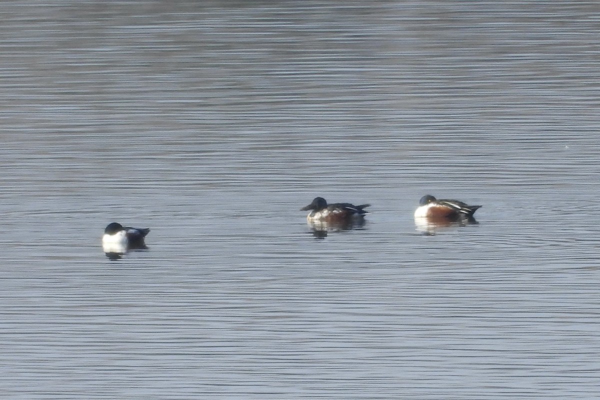 Northern Shoveler - ML651969673