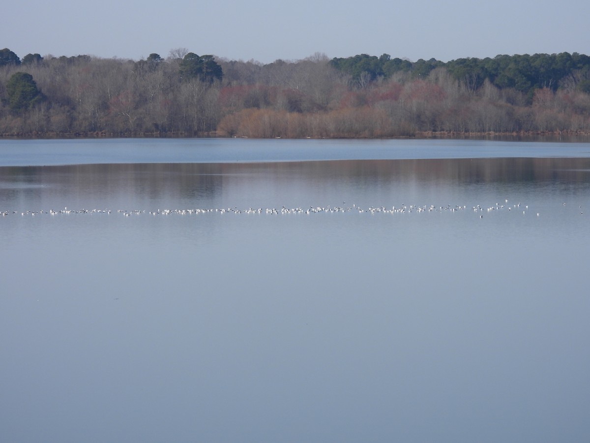 Ring-billed Gull - ML651969697