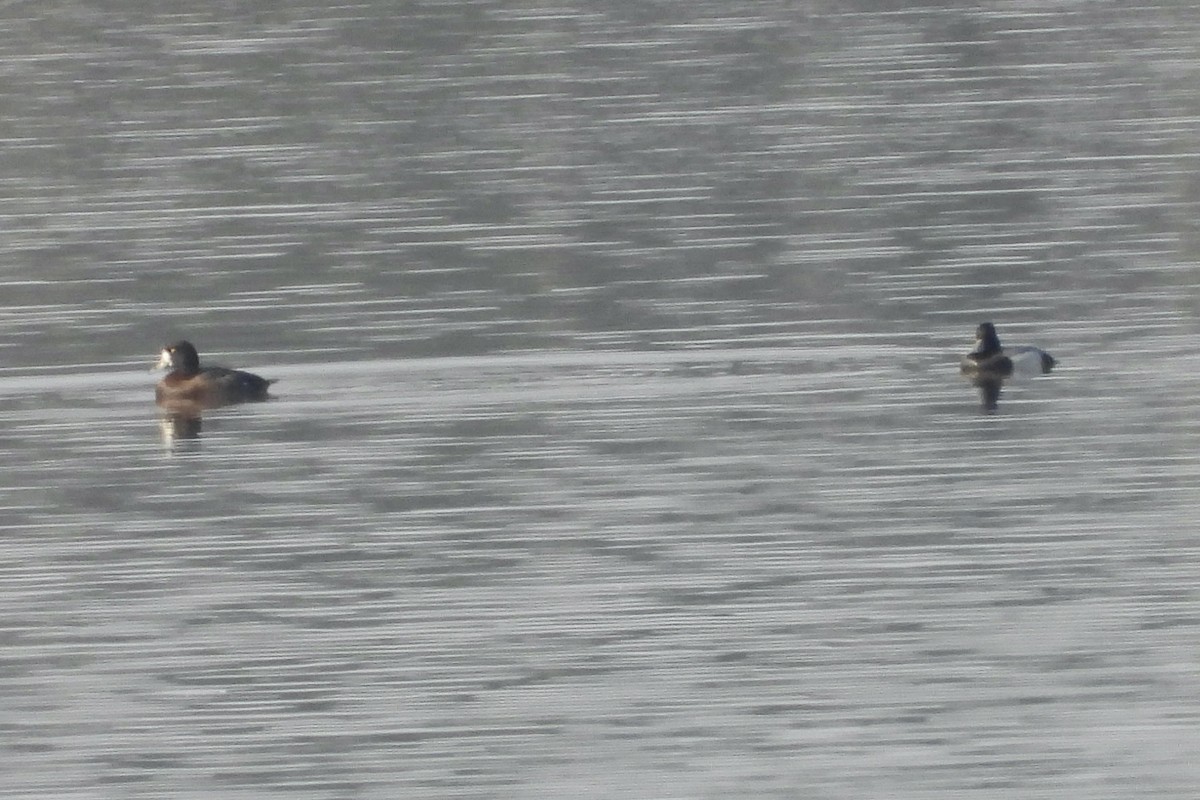 Ring-necked Duck - ML651969716