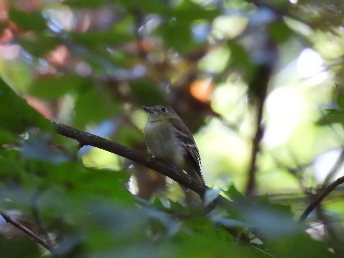 Восточный мухолов - ML651969860