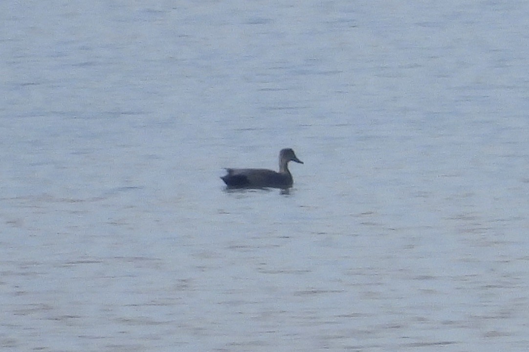 Gadwall - ML651969888