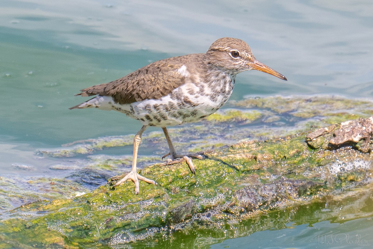 Spotted Sandpiper - ML651970106