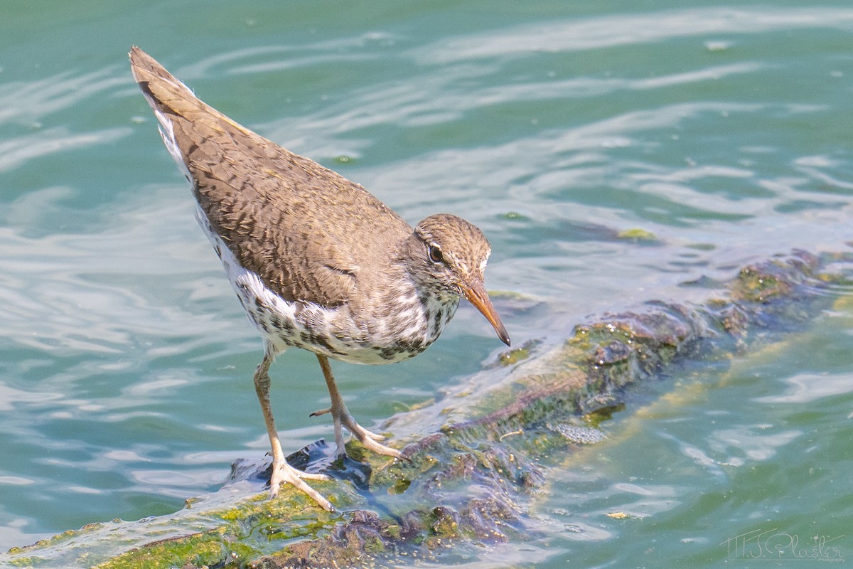 Spotted Sandpiper - ML651970107