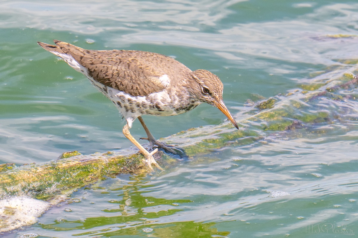Spotted Sandpiper - ML651970108