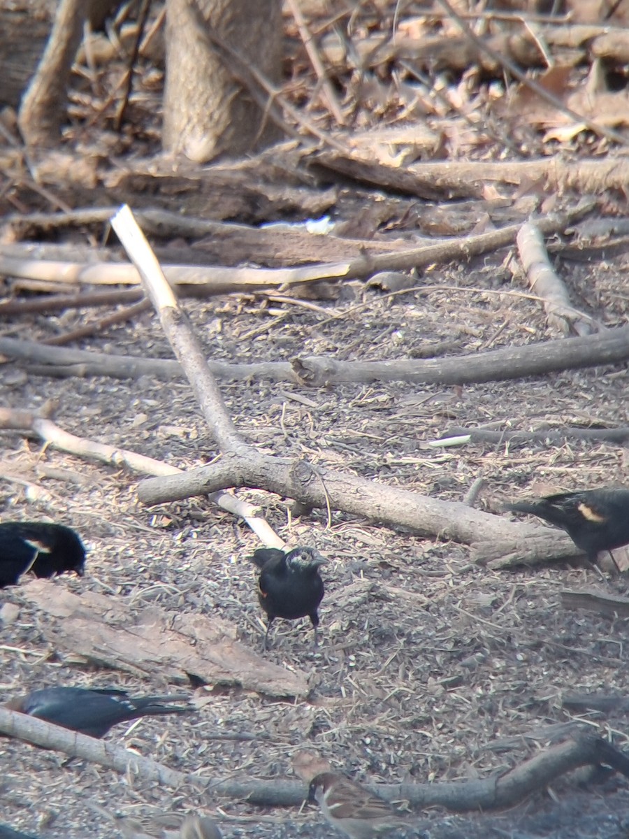 Red-winged Blackbird - ML651970210