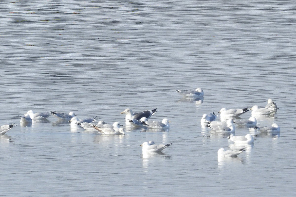 Lesser Black-backed Gull - ML651970306
