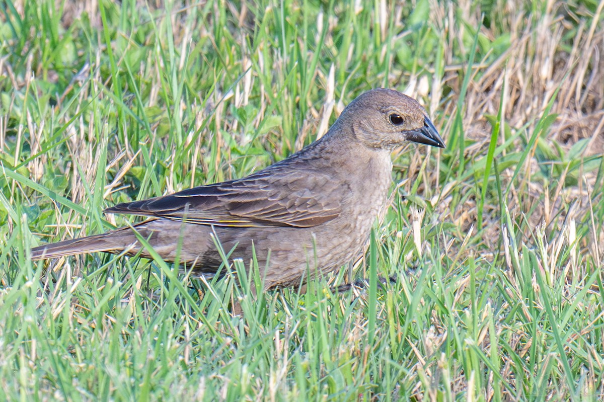 Brown-headed Cowbird - ML651970700