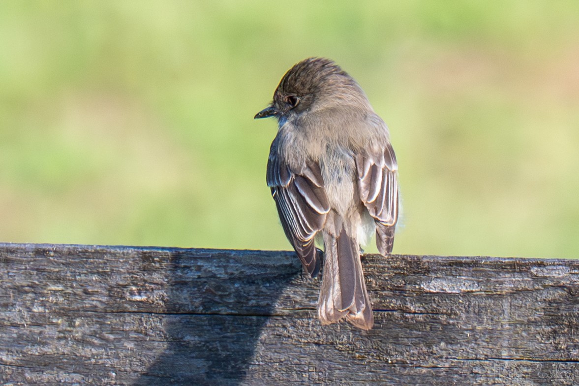 Eastern Phoebe - ML651970796