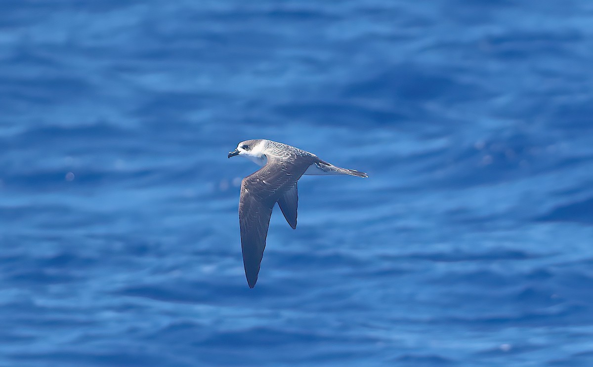 Pétrel à col blanc - ML651971268